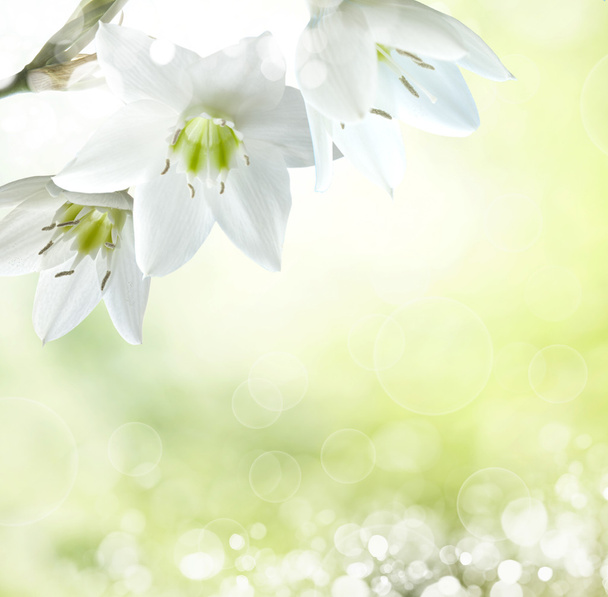 spring background  - Photo, Image