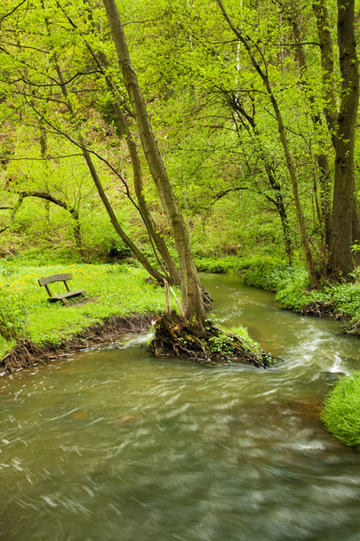 Mountain stream running in the green wood - Photo, Image