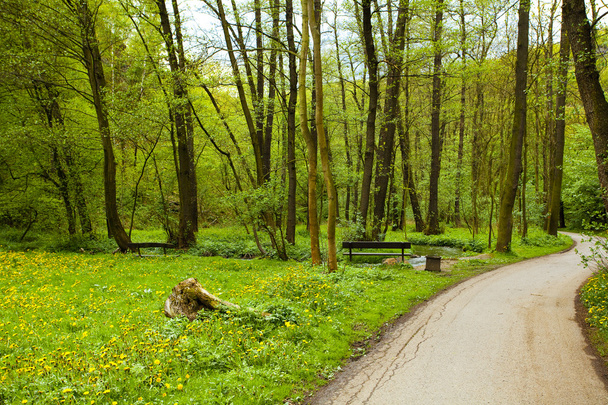 Bench near the stream in the field of dandelions in a forest - Foto, Imagen