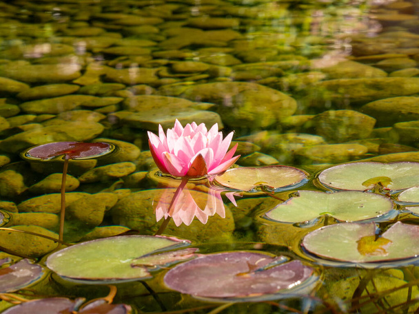 Lilies in the pond. Blooming lilies on the water. Beautiful lilies. - Foto, imagen