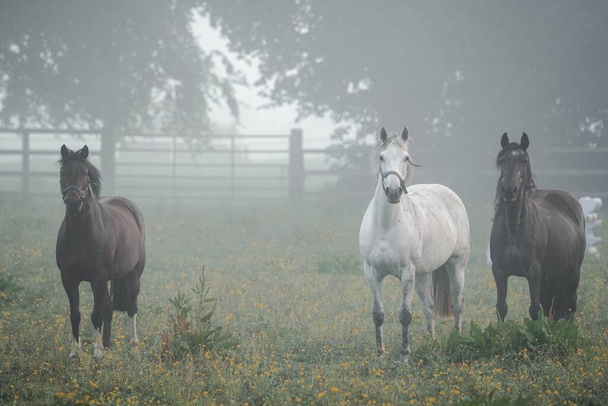 A beautiful shot of horses on green field on a foggy morning in countryside - Foto, immagini