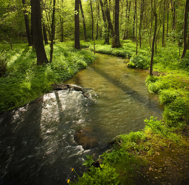 Mountain stream running into the woods - Фото, зображення