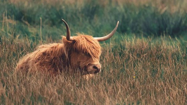 A highland cattle relaxing on the grass in Norfolk - Fotó, kép