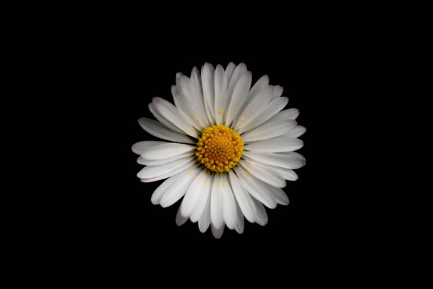 A closeup top view of a beautiful common daisy with a black background - Foto, imagen
