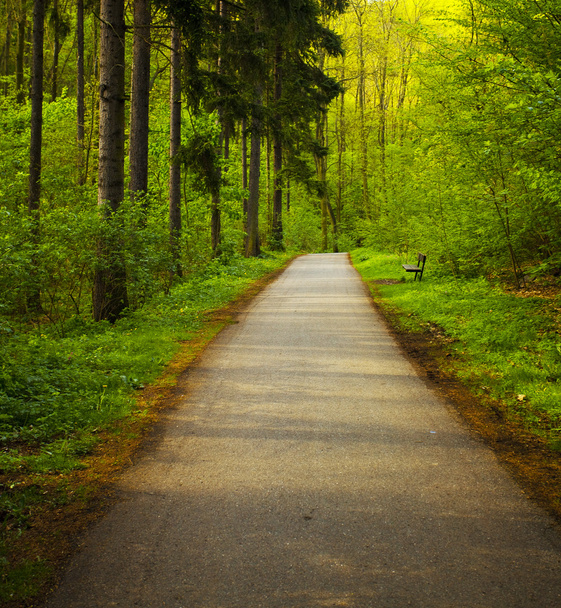 Avenue of trees in the green wood - Fotografie, Obrázek