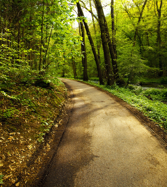 Avenue of trees in the green wood - Фото, зображення