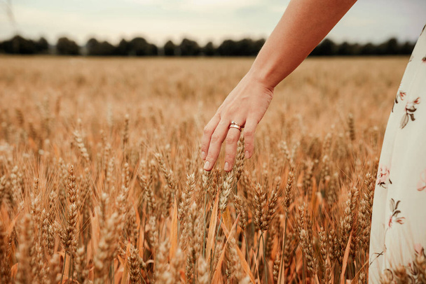 Champ de germes de blé. Jeune femme sur un champ de céréales touchant des épillets de blé mûrs à la main. Récolte et or concept d'agriculture alimentaire - Photo, image