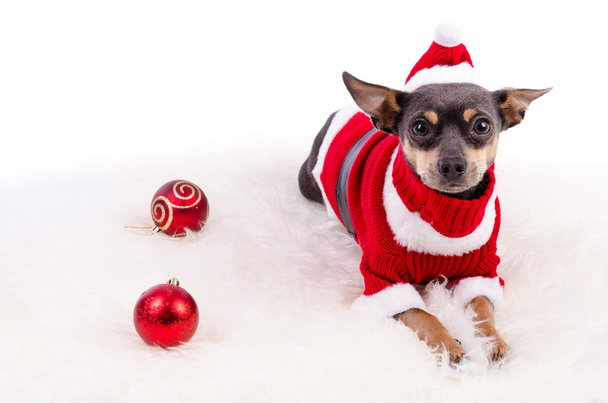 Christmas pincher dog laying on white rug - Foto, Imagem