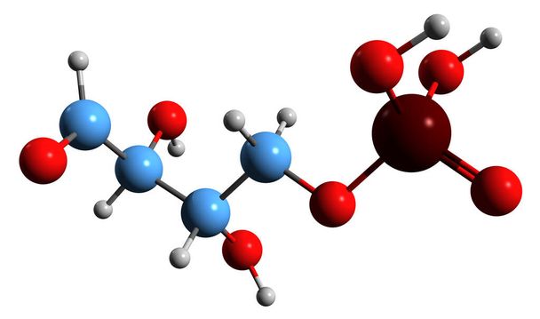 3D image of Erythrose 4-phosphate skeletal formula - molecular chemical structure of metabolite isolated on white background - 写真・画像