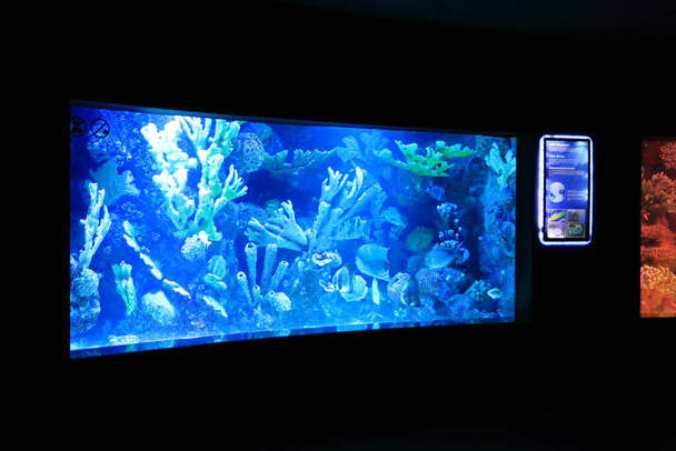 Exotic fish tank aquarium in Antalya in Turkey - Foto, Bild