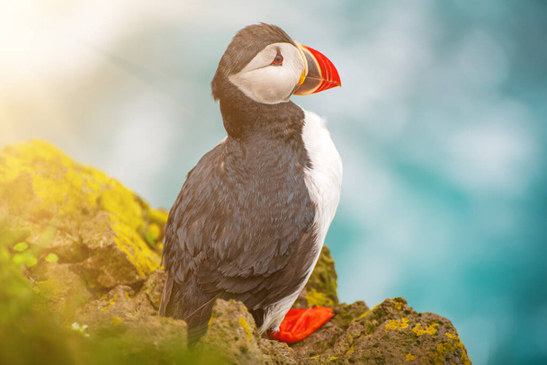 Single Atlantic puffin bird standing on the rock over the sea. Animal outdoor background - Photo, Image