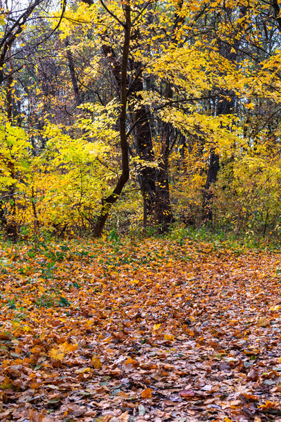 Sonbahar ormanında yol. Ormandaki ağaçların üzerinde sarı yapraklar. Altın Orman manzarası - Fotoğraf, Görsel