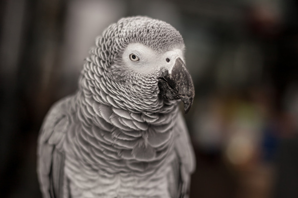 African Grey Parrot - Foto, Bild