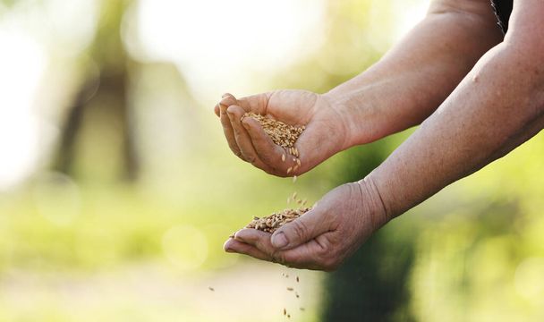as mãos das mulheres derramam grãos de trigo através dos dedos. Colheita de primavera dos campos. Close-up. O conceito de agricultura. - Foto, Imagem