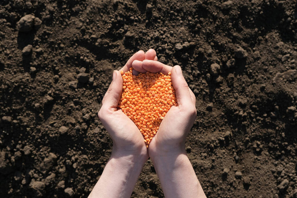 Palms full of lentils on a background of black earth. The concept of harvest, sowing company or agriculture. Global food crisis. - Photo, Image