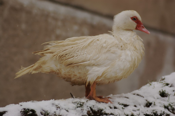 Ente im Garten im Schnee - Foto, Bild