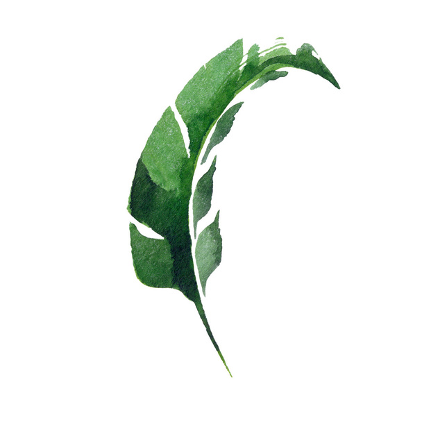 Tropical leaf - Zdjęcie, obraz