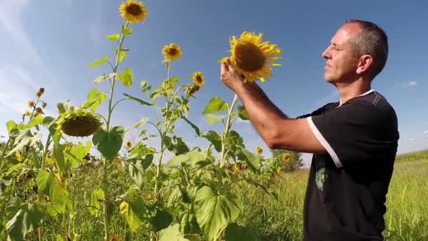 Rolnik sprawdzanie jego słoneczniki - Materiał filmowy, wideo