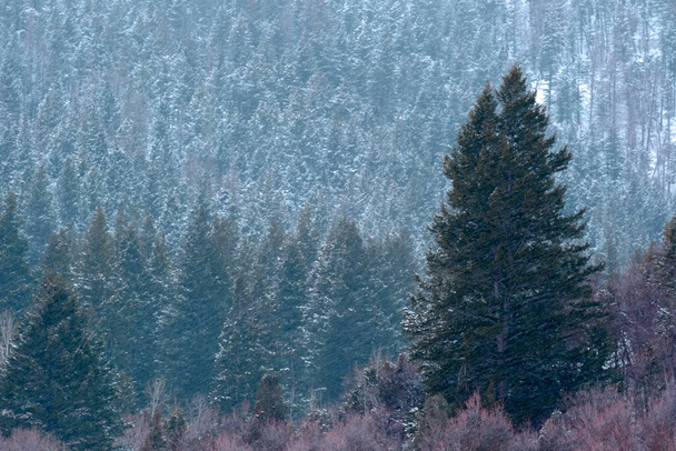 Snow falling in flakes in forest of pine trees in the mountains during winter wintertime - Foto, Imagen