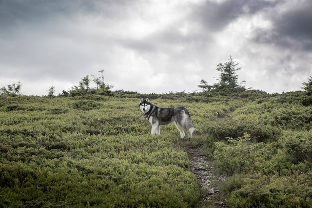Сибірський хаскі-собака - дуже розумна порода, активна, уважна і лагідна. - Фото, зображення