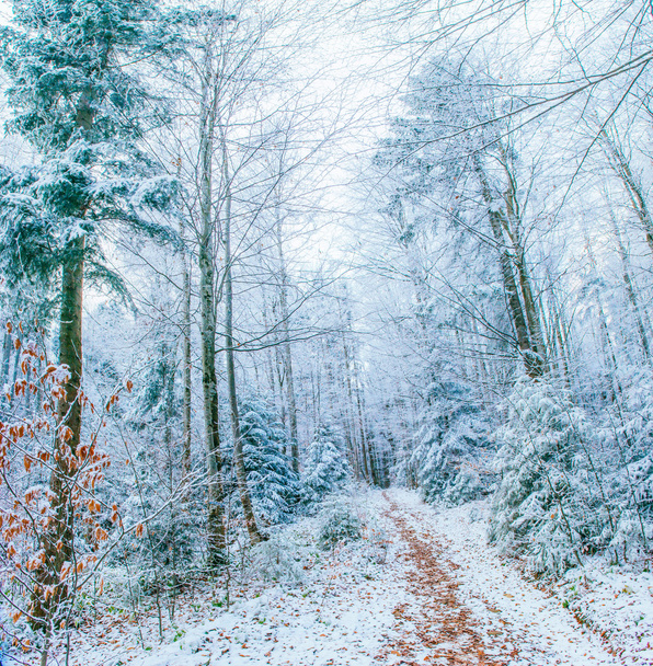 зимние пейзажные деревья в мороз
  - Фото, изображение