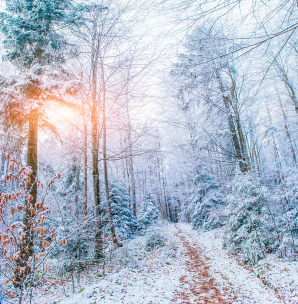 зимние пейзажные деревья в мороз
  - Фото, изображение