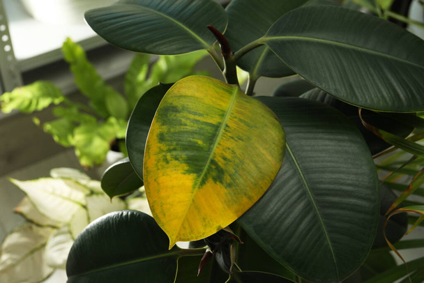 Houseplant with leaf blight disease indoors, closeup - Фото, изображение