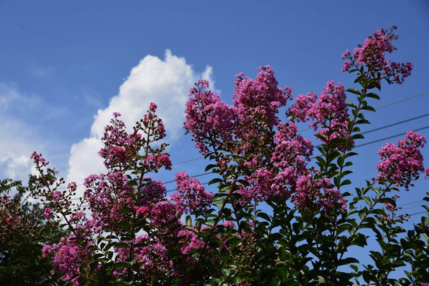  Background material of seasonal flowers. Summer flowers, Crape myrtle flowers. - Foto, afbeelding