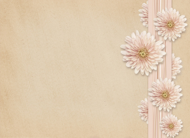 Aster flores sobre fondo rosa
 - Foto, Imagen