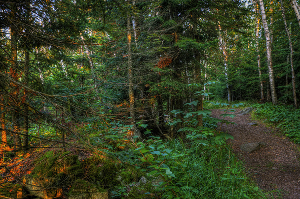 HDR of a forest path - Valokuva, kuva