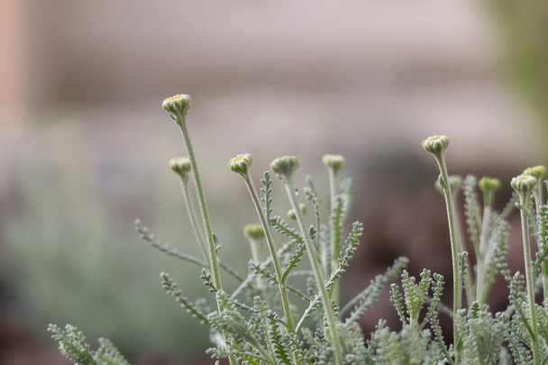 lanvender cotton santolina plant starting flowering in spring outdoors - Foto, immagini
