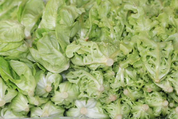 Fresh green lettuce - Фото, изображение