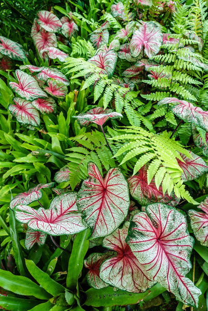Caladium and fern plants vibrant background - Foto, imagen
