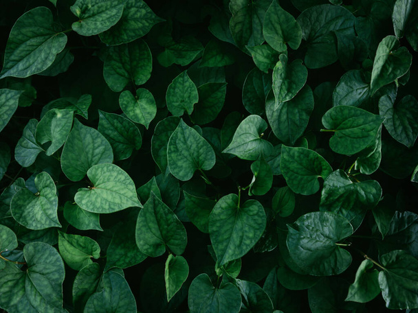 Тропічні листя з темно-зеленою текстурою. візерунок листя природного фону
.  - Фото, зображення