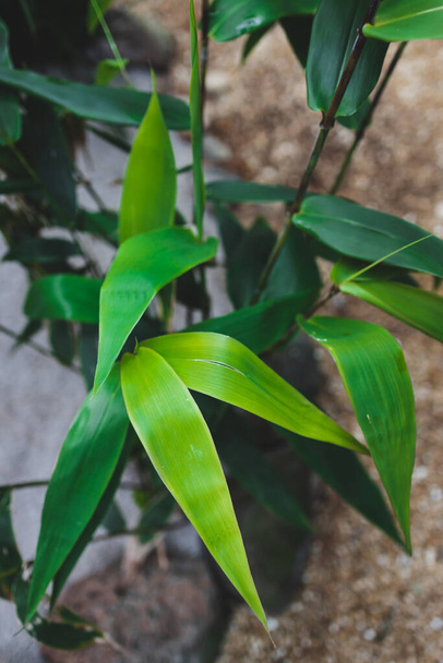 bamboo plant outdoor in sunny backyard, close-up shot at shallow depth of field - 写真・画像