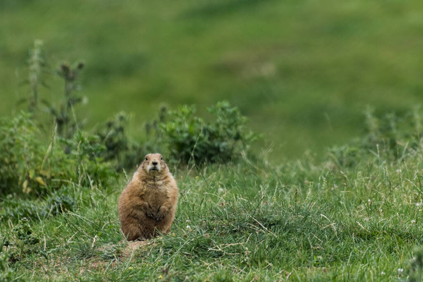 little dear prairie dog sits on a green meadow and looks into the camera - Fotoğraf, Görsel