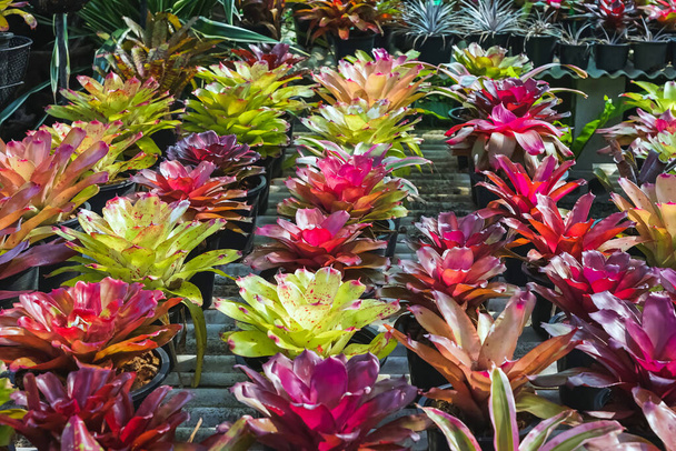 Multicolored bromeliad, colorful bromeliad leaves, Tropical plants in green house for garden decoration. Colorful Neoregelia plant for home decoration. Beautiful Neoregelia bromeliad plants in park. - Фото, изображение
