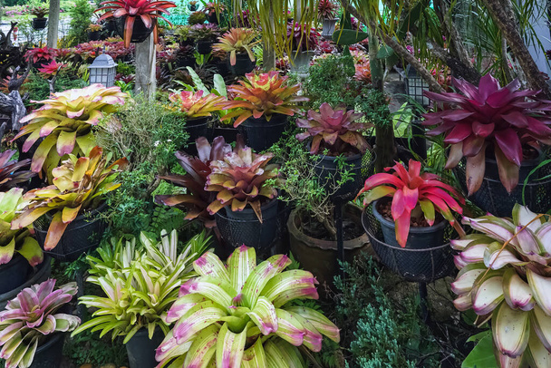 Multicolored bromeliad, colorful bromeliad leaves, Tropical plants in green house for garden decoration. Colorful Neoregelia plant for home decoration. Beautiful Neoregelia bromeliad plants in park. - Photo, Image