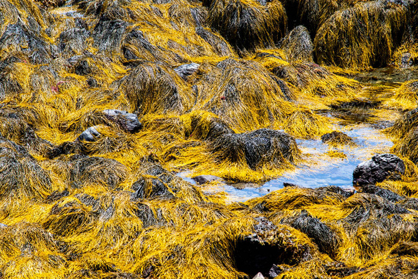 Detail view of gold seaweed and algae growing on rocks in the Atlantic Ocean in summer. - Foto, imagen