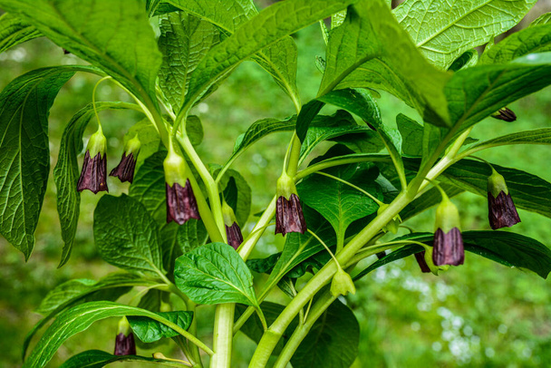 Scopolia carniolica grows and blooms in the garden in spring.European scopolia or henbane bell, is a poisonous plant belonging to the family Solanaceae. - Photo, Image