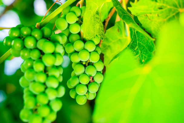 Beautiful green juicy bunches of unripe grapes close-up growing in a vineyard - Fotoğraf, Görsel
