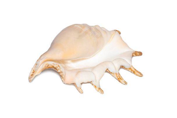 Image of spider conch seashell  on a white background. Sea shells. Undersea Animals. - Fotoğraf, Görsel