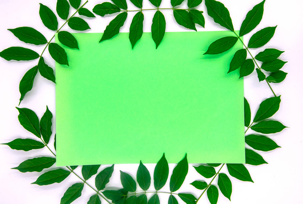 frame of tropical leaves on a background of green leaf - Photo, image