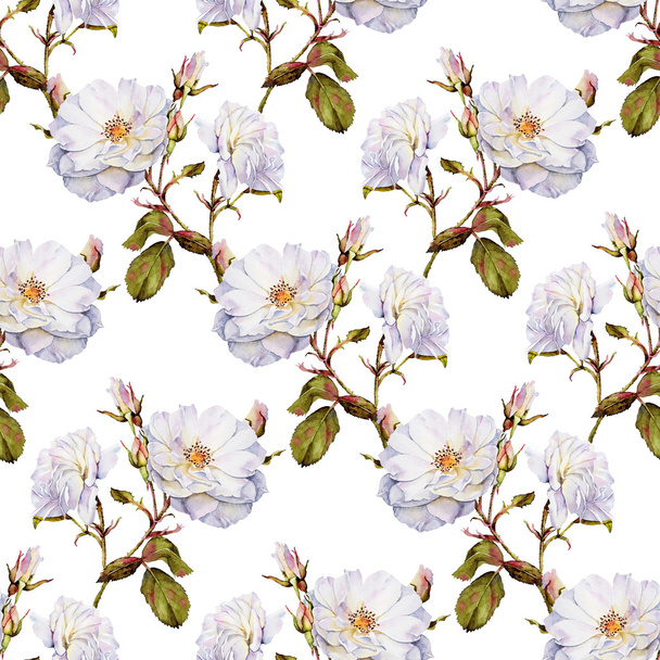 Rose blanche buisson botanique aquarelle motif sans couture
 - Photo, image