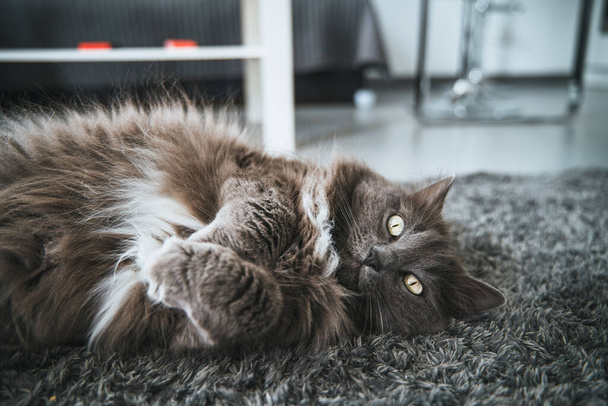 Chubby cat is sleeping on the carpet. A domestic pet is lying. Concept of cozy home while owning pets. The cat with paws crossed - Foto, afbeelding