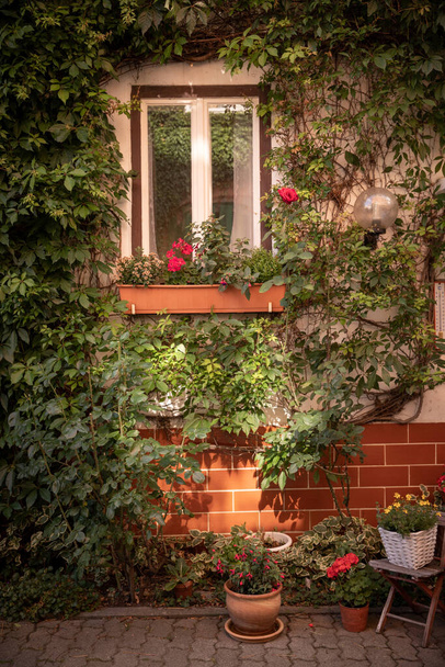 A beautiful courtyard of a rural house, a lot of plants and greenery, flowers in flowerpots and beautiful grapes along the walls of the house, the village. - Photo, Image