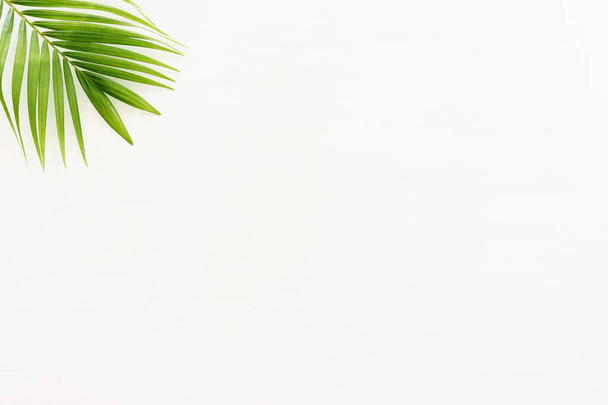 Image of tropical green palm over white wooden background - Fotoğraf, Görsel