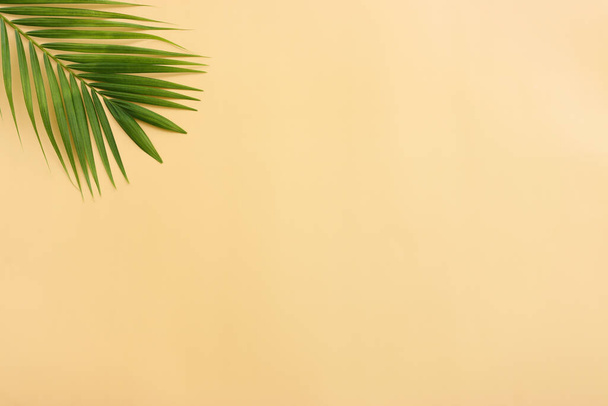 Image of tropical green palm over yellow pastel background - Foto, Bild