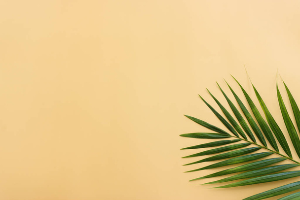 Image of tropical green palm over yellow pastel background - Foto, Bild