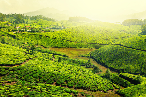 čajové plantáže - Fotografie, Obrázek